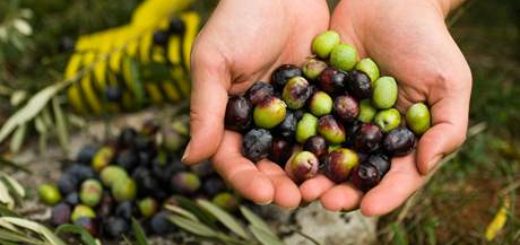 Obsahují účinné látky, které mají velmi pozitivní účinky na zdraví. Věděli jste však, že olivy patří mezi ovoce?